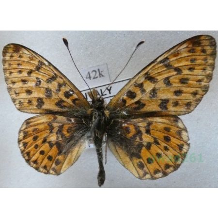 Boloria euphrosyne (Linnaeus, 1758) Dostojka eufrozyna Italy42k